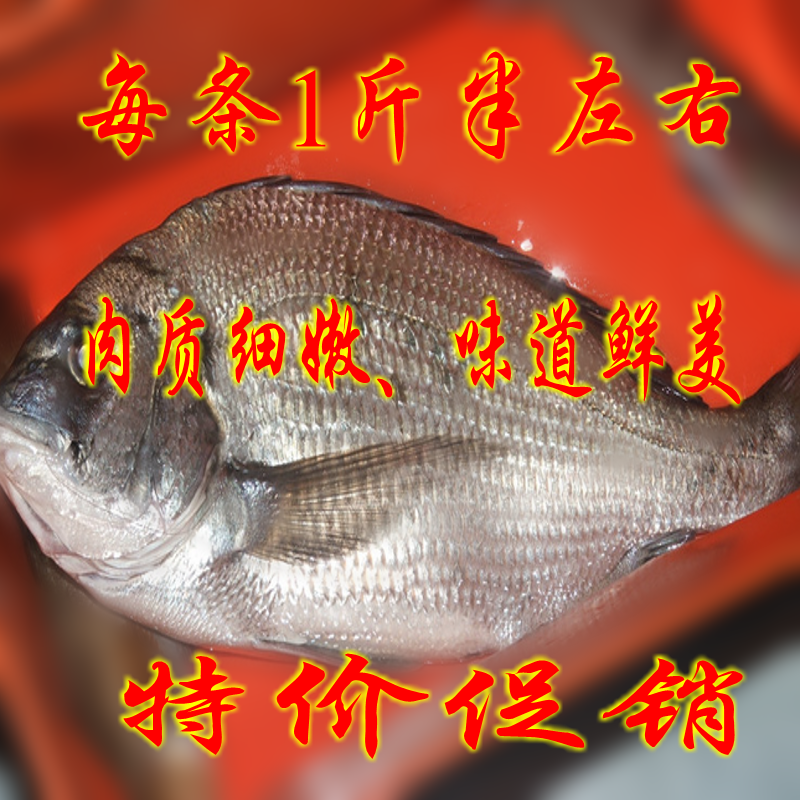 青岛海鲜，鲷鱼、班加吉、加真鲷、铜盆鱼，肉质细嫩、味道鲜美