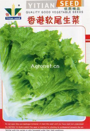 出售新品种蔬菜种子（香港软尾生菜）种子。
