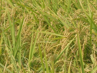 水稻种子 超级稻 高产量抗病性强 煌吨粮888 亩产900公斤