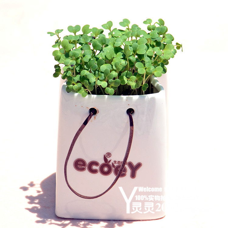 办公室迷你植物 陶瓷纸袋桌面植栽（心形草）净化空气发芽率高PZ3