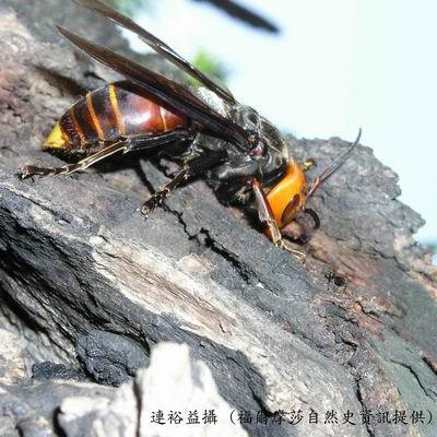 胡蜂|马蜂老蜂 中国大胡蜂