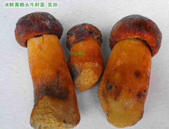云南特产 野生菌 黄牛肝菌 黄癞头 肉质肥厚 食用菌 蘑菇