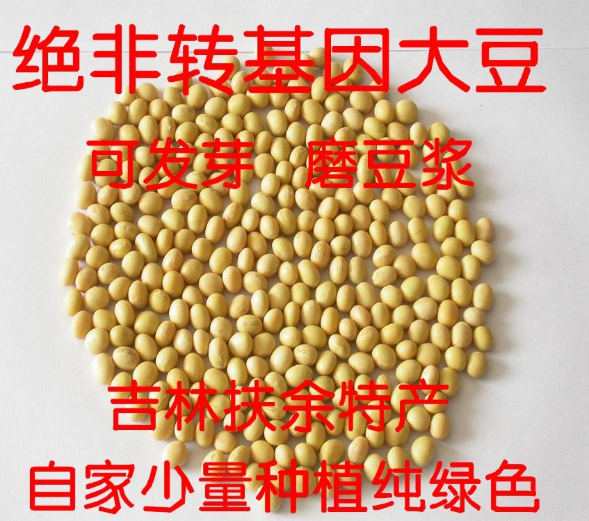 农家种植黄豆 可发芽非转基因黄豆500G吉林黄豆打豆浆专用2015年