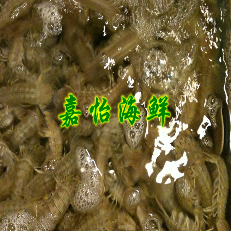 青岛鲜活新鲜野生虾虎 带籽母皮皮虾 富贵虾 鲜活虾虎 个头大！