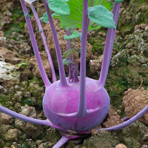 紫苤蓝种子 高钙紫苤兰 国外引种 易种蔬菜种子30粒 满29元包邮