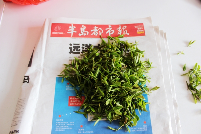 2016年 正宗崂山绿茶 品尝装明前春茶 5g 崂百姓绿茶