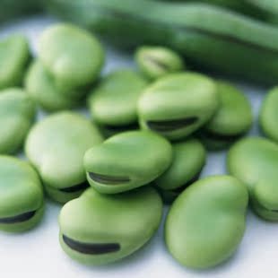蔬果种子 大量出售 蔬菜种子 绿色蚕豆种子15.00/斤