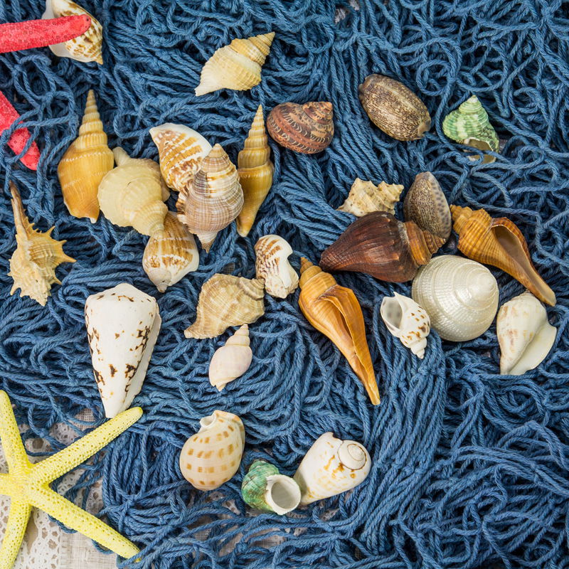 天然大小海螺贝壳装饰品 淘宝拍摄饰品道具海洋婚礼装饰布置道具