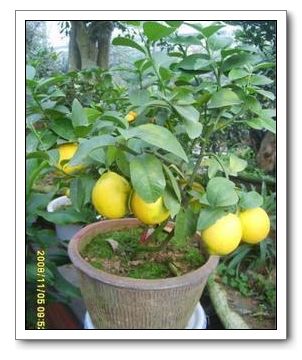 园艺果树苗 盆栽柠檬树苗5年结果大苗 带果实 盆栽 盆景 包成活