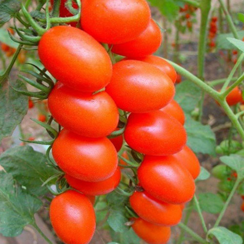 红圣女果 番茄种子 水果樱桃小番茄种子 四季播 30粒 满29元包邮