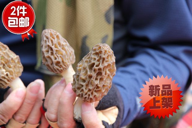 四川羊肚菌野生干货25g克食用菌菇特产美味特级羊肚菌大山土特产