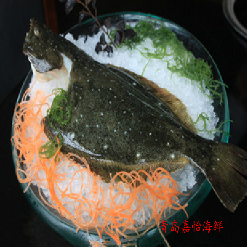 青岛海鲜新鲜大鸦片鱼比目鱼平鱼海鱼绝对新鲜鲜活水产