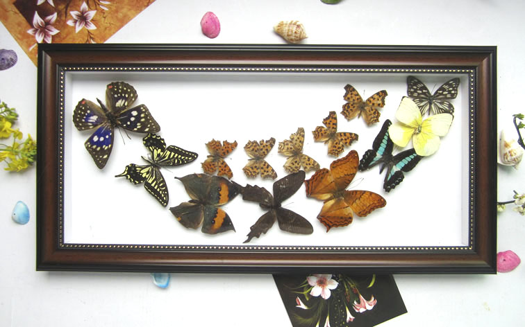 19x43真蝴蝶标本相框 工艺装饰品 收藏 家居生日礼物 杂飞咖啡框