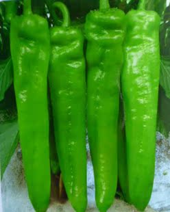 耐热抗病长势强特大巨丰牛角椒辣椒蔬菜种子适于鲜熟食顺昌种业