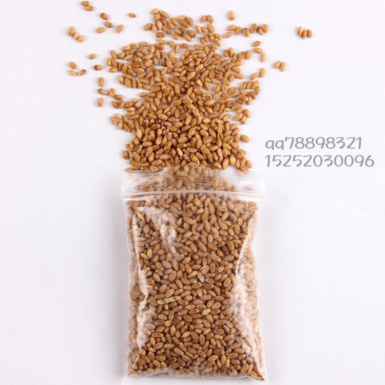2014年新 小麦草种子/小麦种子可榨汁喝保健种子140克
