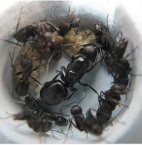 日本弓背蚁 蚁后 单独拍无效