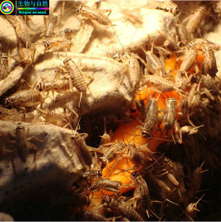 针头蟋蟀 另类宠物活体饲料油葫芦蜘蛛螳螂另类宠物 1CM左右120只
