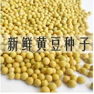 优质农作物种子 黄豆种子 无土栽培  芽菜专用  高发芽率