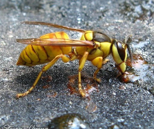 胡蜂|马蜂成蜂 黑盾胡蜂蜂 0.5元/只
