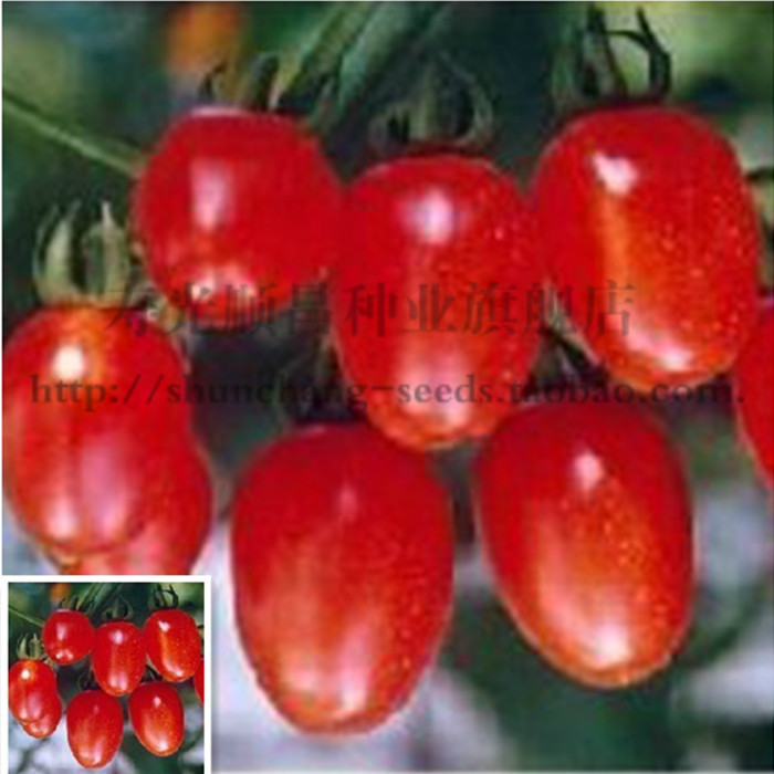寿光茄果圣女果小番茄种子 小金果水果番茄 爱情果 四大水果之一
