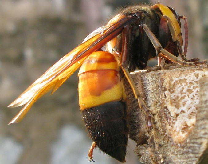 胡蜂|马蜂老蜂 药用黑尾胡蜂