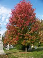 秋焰槭 秋天的火焰 美国改良品种 红枫苗 盆栽 花卉