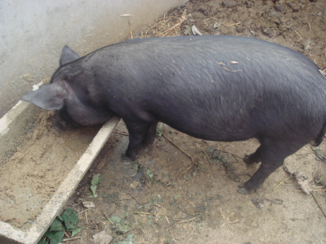 新鲜猪肉，农村的土黑猪肉，纯米糠喂养有机猪肉绿色猪肉-
