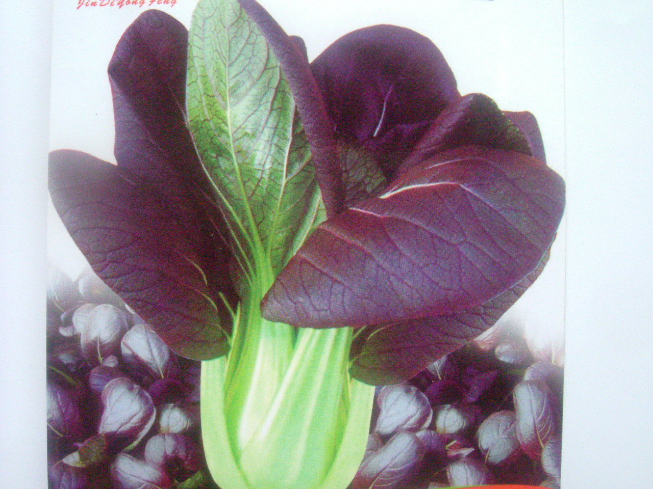 寿光蔬菜家庭种盆栽紫叶油菜种子 紫色四季紫小白菜种子 30粒装