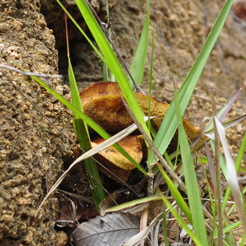 野生松菇 干货蘑菇 天然食用菌 泰山松菇 炖鸡炖肉 配料