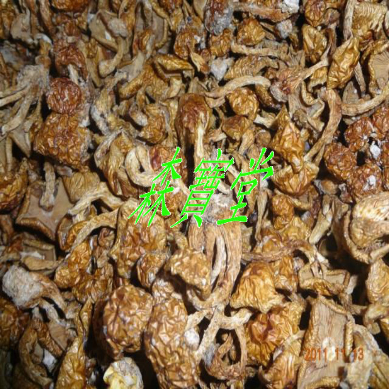 2013东北长白山特产纯绿色滑子菇/滑子蘑/珍珠菇250g