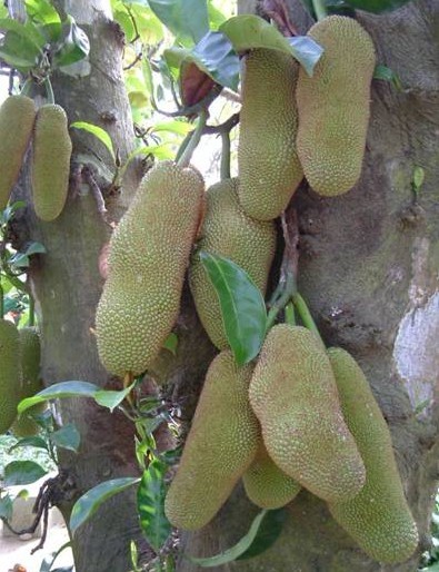热带果树 改良尖蜜拉树苗 可酿尖蜜拉、制尖蜜拉干、蜜饯