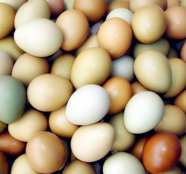 野鸡蛋/七彩山鸡蛋/野鸡蛋/野蛋/孔雀蓝农家散养新鲜土鸡蛋