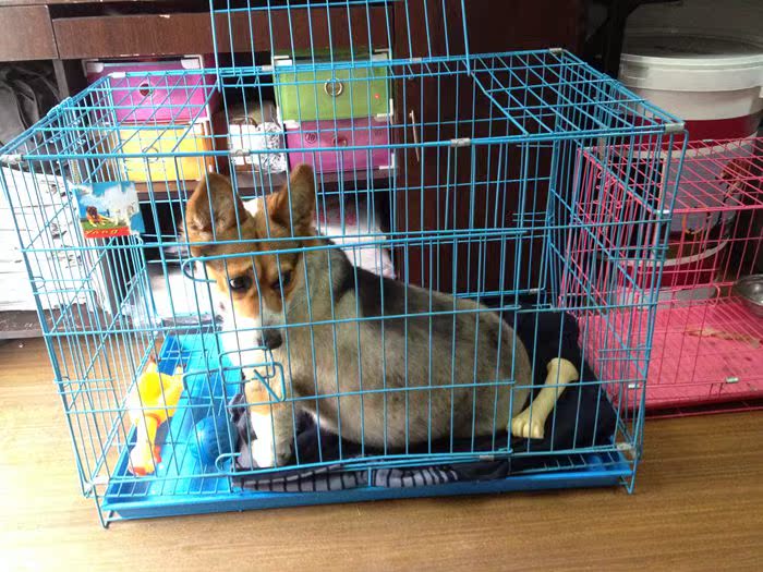 折叠式宠物笼子 狗狗笼子 猫笼中型犬小型犬狗笼子 3个规格2色