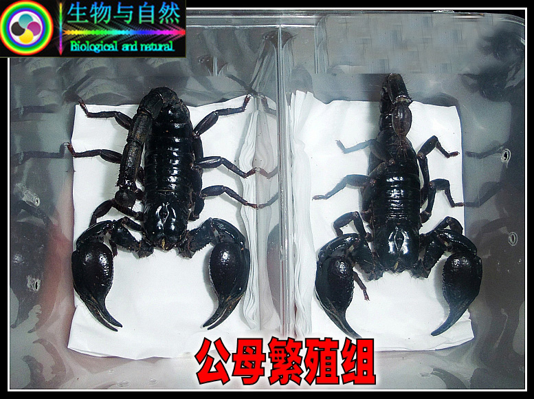 2015另类宠物蝎子 雨林蝎子16CM公母繁殖组套餐 异宠活体包风险