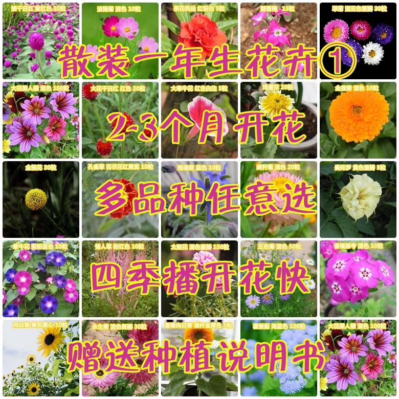 散装24种花卉种子易种开花快太阳花波斯菊凤仙向日葵牵牛翠菊