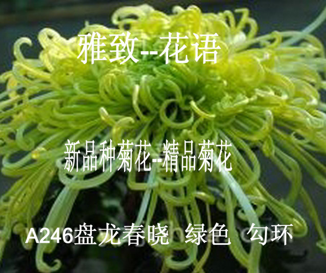 雅致-花语2016春季提供繁殖级新品种精品菊花苗  盘龙春晓 绿色