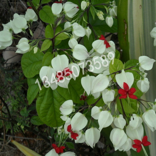 九龙吐珠 庭院室内绿植 攀援花卉 白花/红花九龙吐珠 当年开花苗