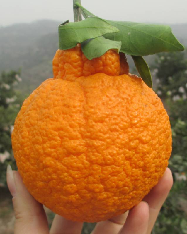 丑橘苗  不知火 柑橘树苗 样子丑八怪 味道美 带盆栽土壤
