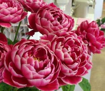 日本月季玛丽玫瑰 加百利大天使欧洲月季欧月花苗庭院阳台植物