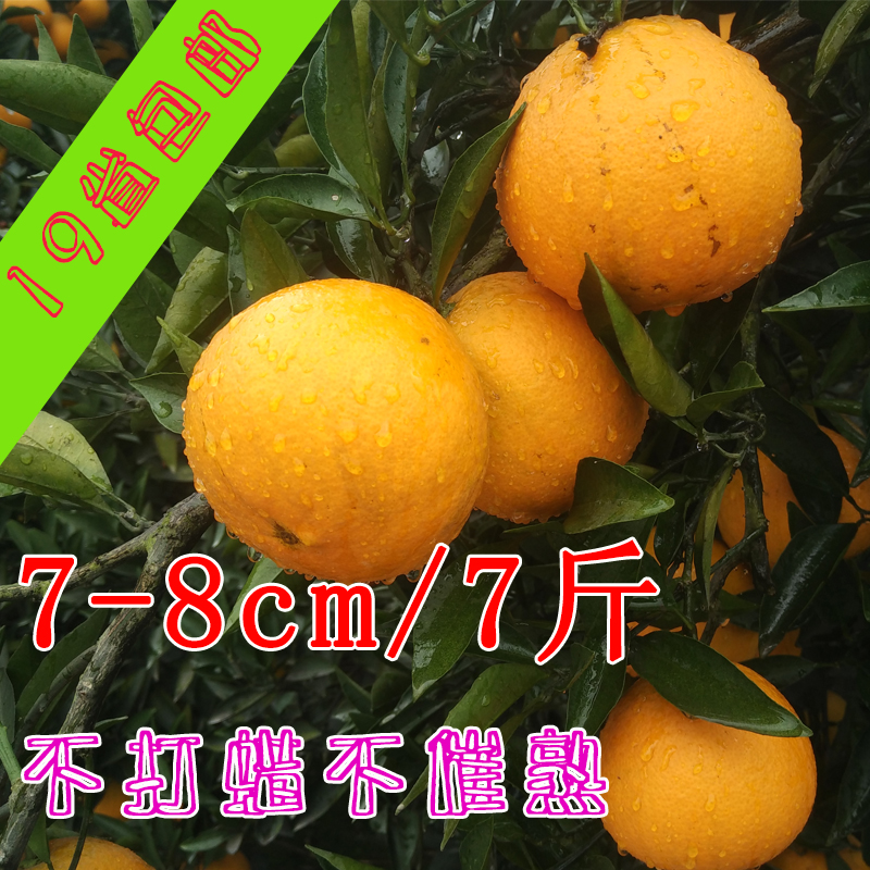 新鲜水果橙子脐橙手剥橙果径7-9cm超赣南脐橙孕妇水果7斤包邮