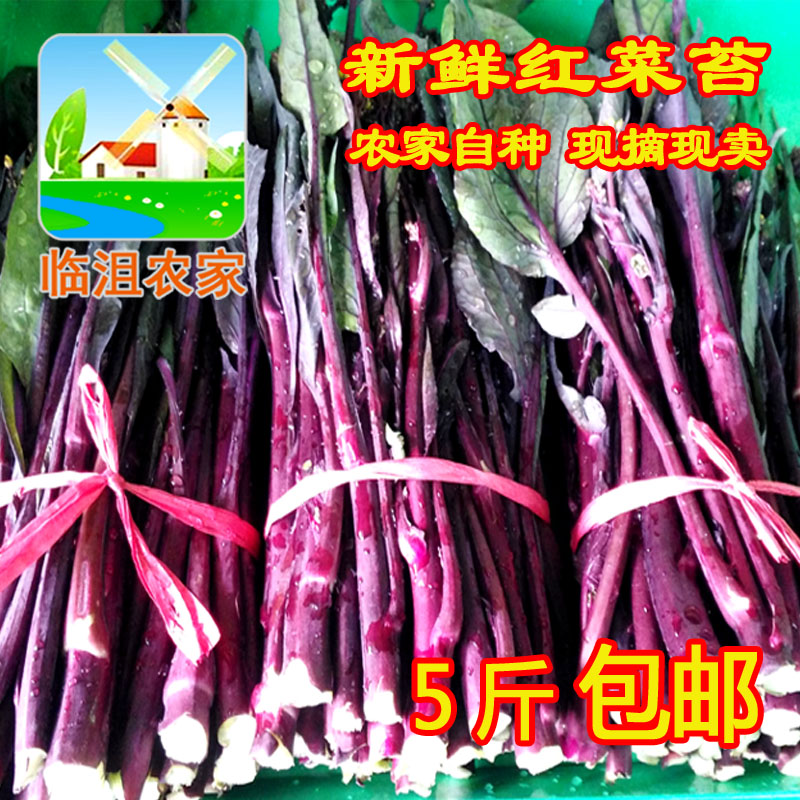 新鲜蔬菜 新鲜红菜苔银菜苔 农家自种 现摘发货 5斤包邮