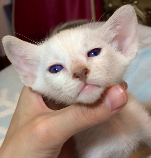 啊蓝家暹罗猫MOON的宝宝Litter a2014年5月6日全部找到新家