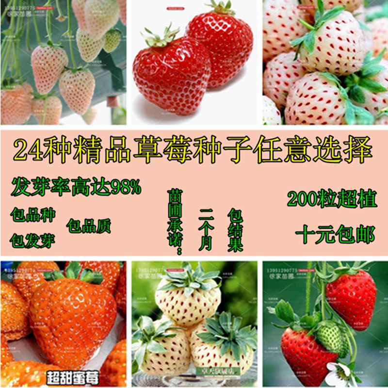 200粒精装四季播种 易种阳台盆栽蔬菜种子 草莓种子 多肉果树种子