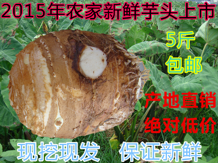 新鲜芋头母芋芋头农家自种香芋有机芋艿绿色蔬菜部分省市5斤包邮