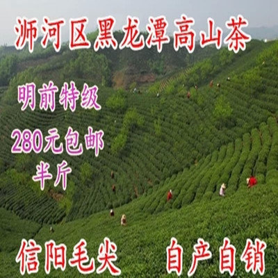 信阳毛尖2016年新茶绿茶明前特级茶叶250克自产自销茶农手工包邮