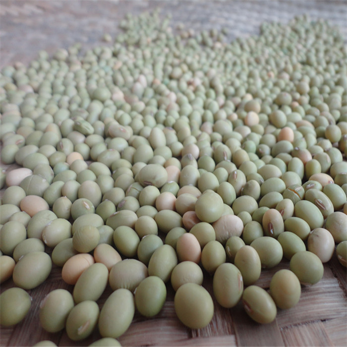 农家自种非转基因绿皮有机黄豆 纯天然2015年新黄豆 发豆芽打豆浆