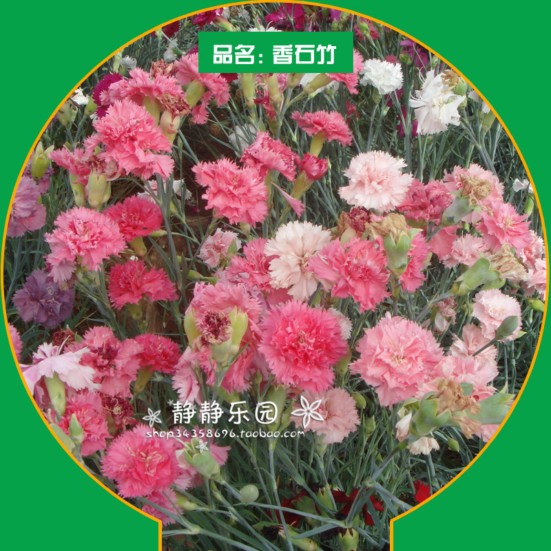 五彩石竹混色洛阳花花卉种子简单易种