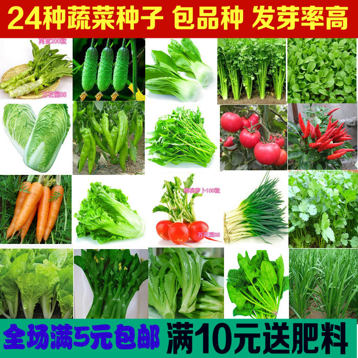 四季播易种蔬菜种子套餐盆栽黄瓜番茄韭菜香菜菠菜草莓生菜种子