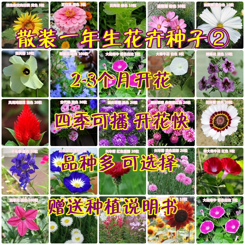 四季易种开花快24种花卉种子散装阳台国庆翠菊向日葵花环菊鸡冠花
