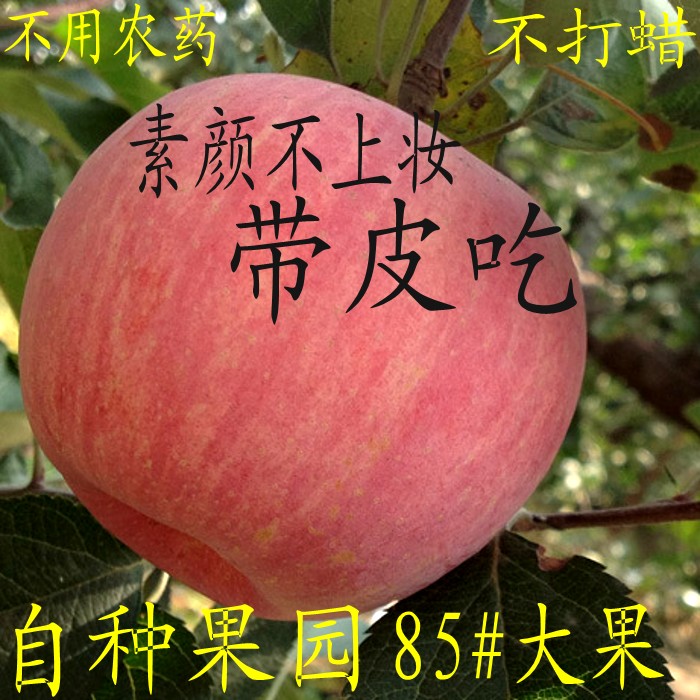 正宗山东烟台栖霞红富士苹果水果新鲜纯天然烟台苹果10斤非冰糖心